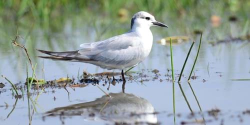Birdwatching - wetlands