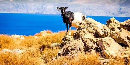 Goat in the mountains