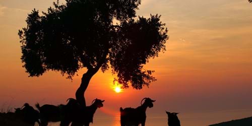 Goats and sunset