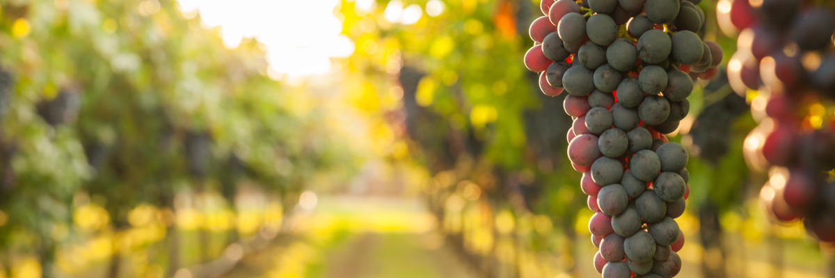 A Guide To The Vineyards And Wineries Of Kefalonia